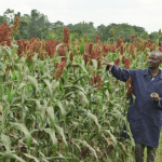Ogun State Ministry of Agriculture and Food Security