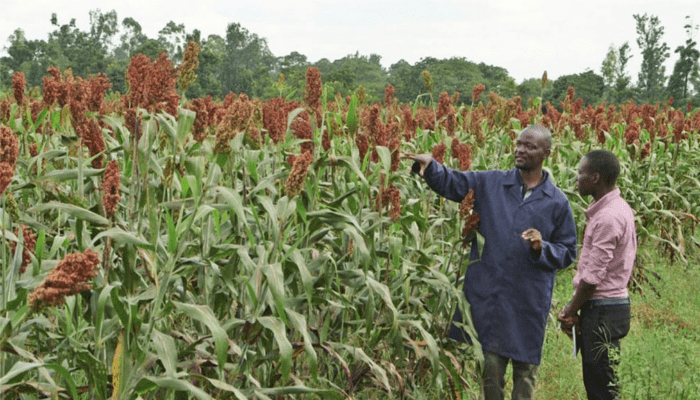 Ogun State Ministry of Agriculture and Food Security