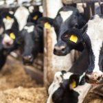 Policy blocks Nigeria from $10.5bn animal waste market