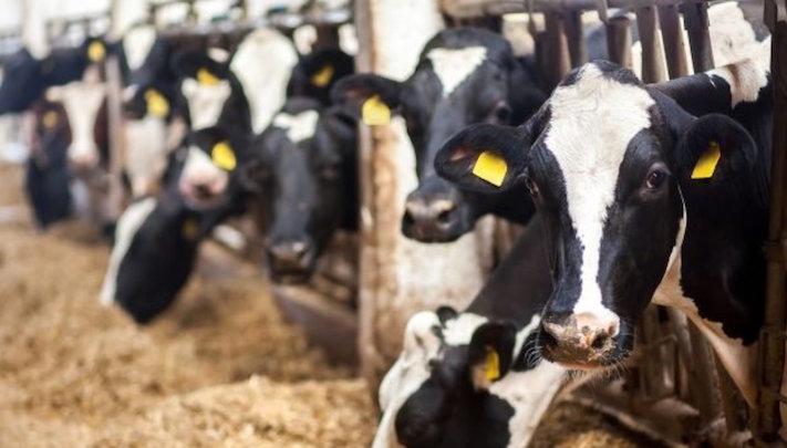 Policy blocks Nigeria from $10.5bn animal waste market