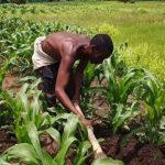 NIRSAL unveils platform to improve productivity of smallholder farmers