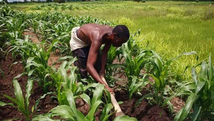 NIRSAL unveils platform to improve productivity of smallholder farmers