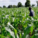 Nigeria's agriculture sector