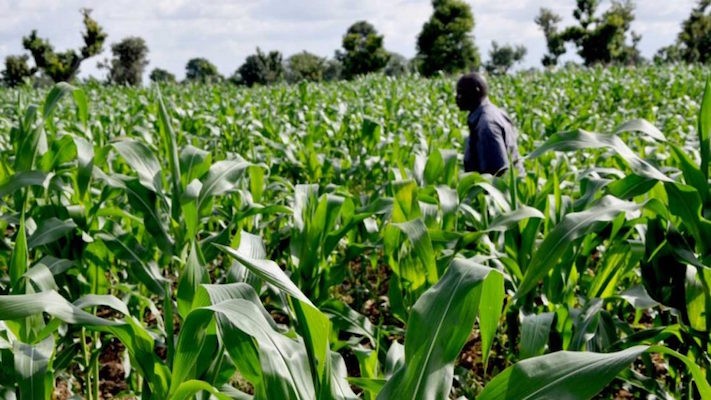 Nigeria's agriculture sector
