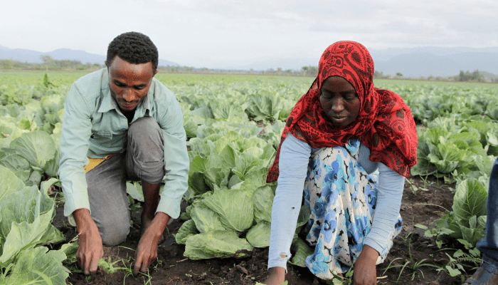 youths on farm