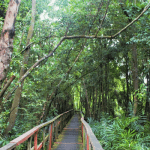 Lekki conservative center