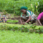 Kano climate-smart Agriculture training