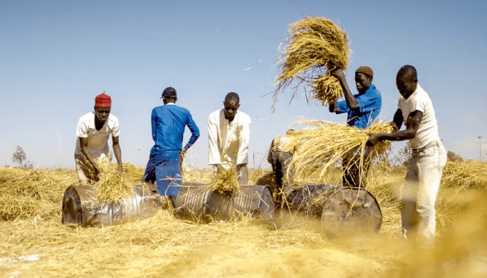 Farmers on field
