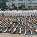 pangolin scale, elephant tusk