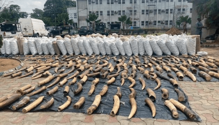 pangolin scale, elephant tusk