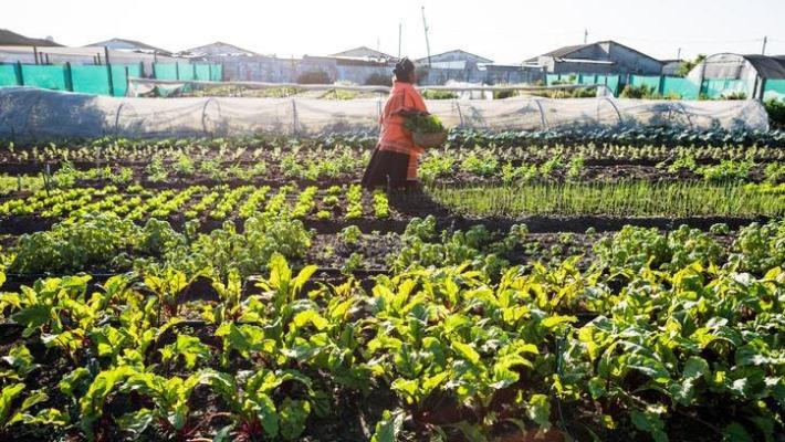 Tourba, ThriveAgric move to scale up conservation agriculture
