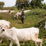 Soyinka chides Buhari over plans to review grazing routes