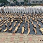 Five Guineans have been arrested by officials of Nigeria Customs Service (NCS) for allegedly trying to export pangolin scales and elephant