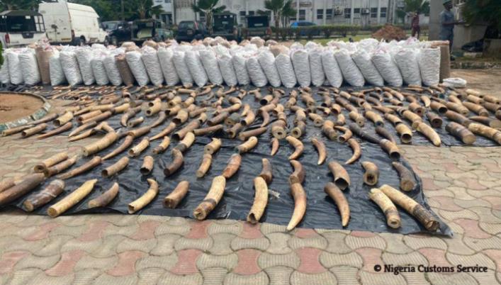 Five Guineans have been arrested by officials of Nigeria Customs Service (NCS) for allegedly trying to export pangolin scales and elephant