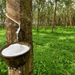 Rubber production in Nigeria