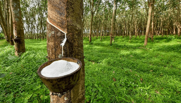 Rubber production in Nigeria