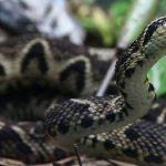 Brazilian viper venom may be key in fight against COVID, study shows