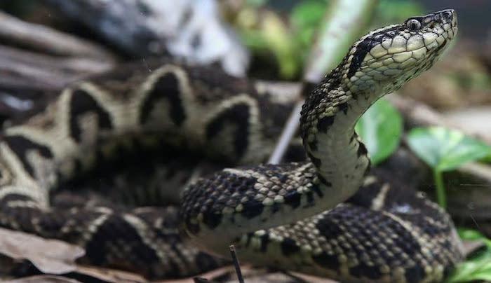 Brazilian viper venom may be key in fight against COVID, study shows