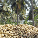 Coconut demand in Nigeria