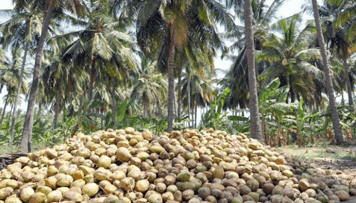 Coconut demand in Nigeria