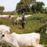 Sept 1 deadline on anti-open grazing law: Bureaucracy or lack of political will?