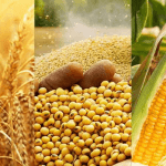 Nigeria's agro exports
