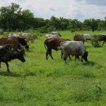 Open grazing: Lagos proposes 21 years jail term for erring herders