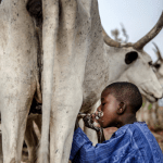 Nigeria’s Dairy Sector