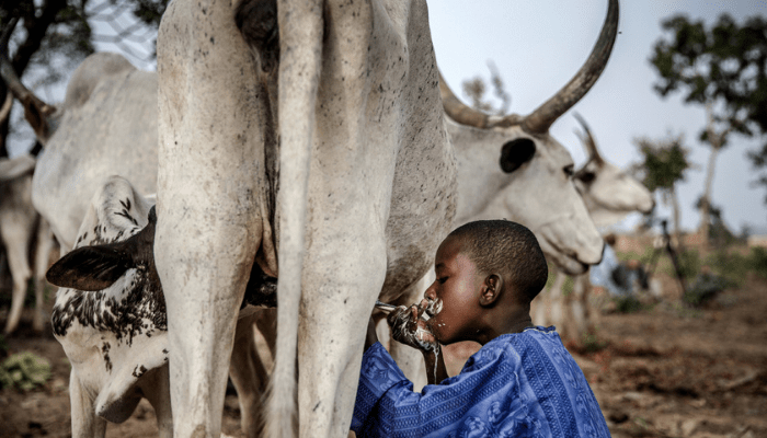 Nigeria’s Dairy Sector