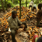 cocoa farm