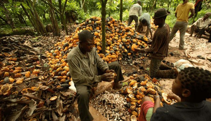 cocoa farm