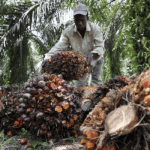 Oil Palm