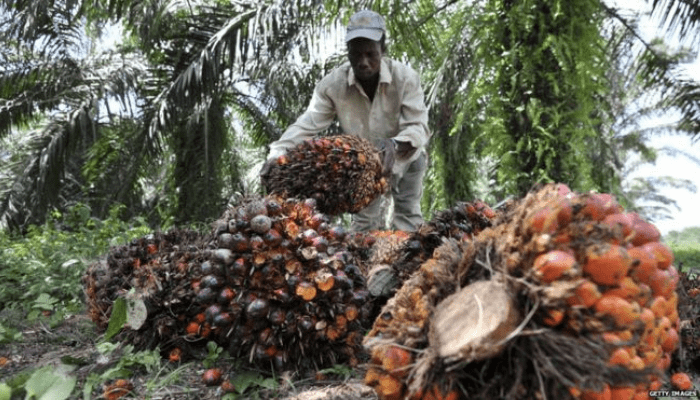 Oil Palm