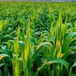 Nigeria's agricultural sector