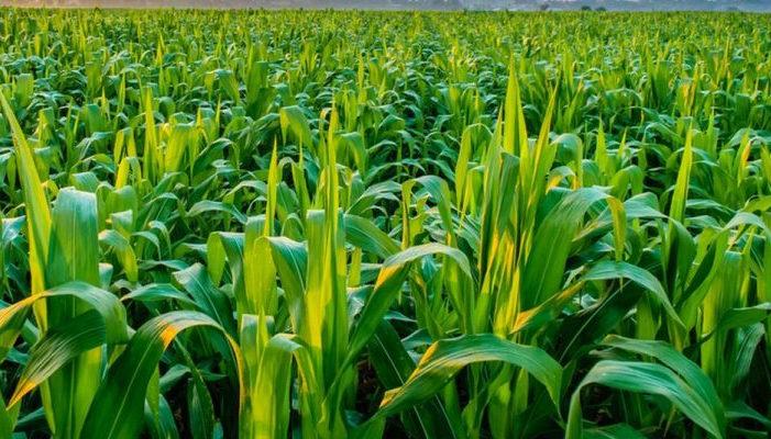 Nigeria's agricultural sector