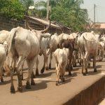 Lagos anti-open grazing law