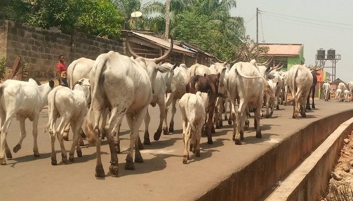 Lagos anti-open grazing law