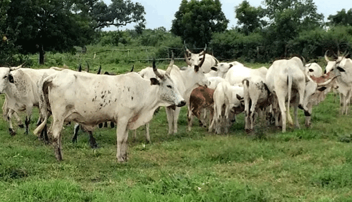 Open Grazing Law in Oyo