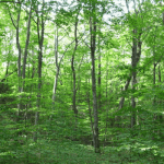 From timber to tech: Nigeria’s forest economy