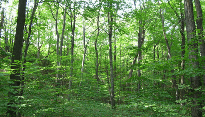 From timber to tech: Nigeria’s forest economy