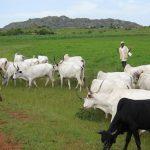 Anti-open grazing: Lagos, Ogun, Edo, Anambra, Osun delaying law