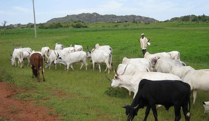 Anti-open grazing: Lagos, Ogun, Edo, Anambra, Osun delaying law