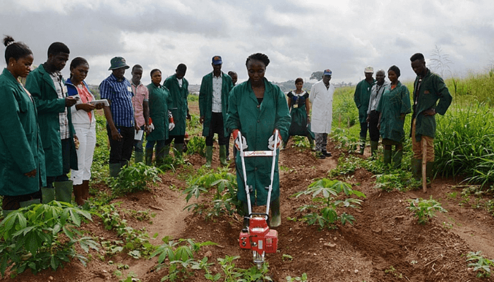 Training of cassava farmers