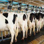 Nigeria brings in Danish cows to cut $1.5bn milk import bill
