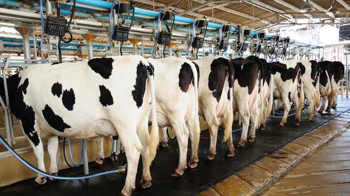 Nigeria brings in Danish cows to cut $1.5bn milk import bill