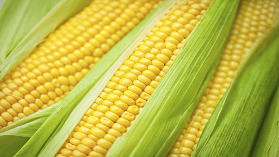 Tela maize