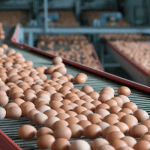 poultry farmers in Nigeria