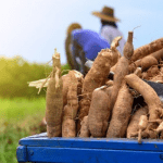 Nigeria's cassava production