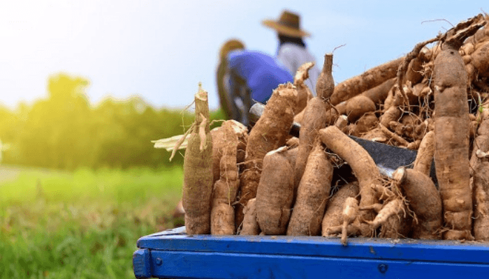 Nigeria's cassava production