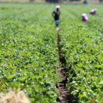 FG targets 50% agric sector contribution to GDP in 10 years